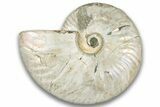 Silver Iridescent Ammonite (Cleoniceras) Fossil - Madagascar #323456-1